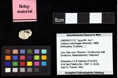 Foto (Objket + Etiketten) von Coelopus hoheneggeri (Moericke, 1889) 